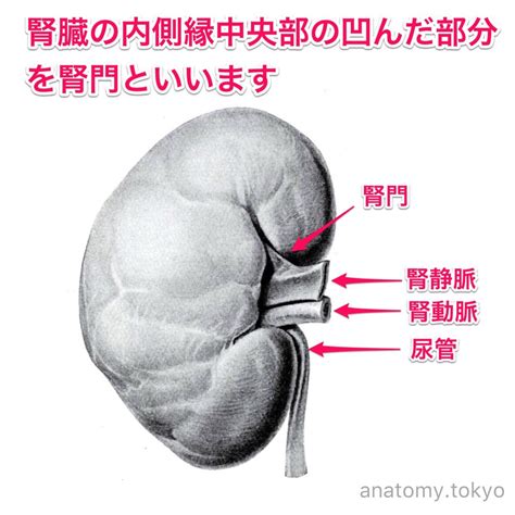 腎 門
